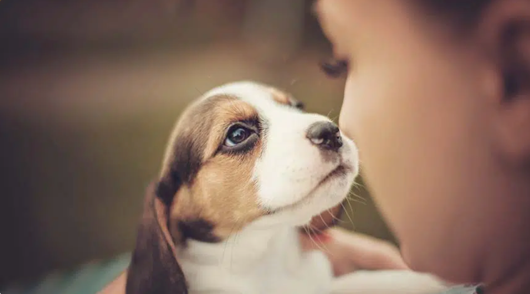 Adopter un Chien : Le Guide Essentiel Avant de Vous Lancer