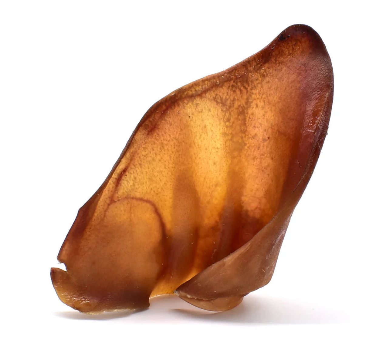 Oreille de porc (Victime de son succès)