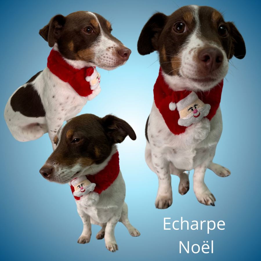Echarpe Noël