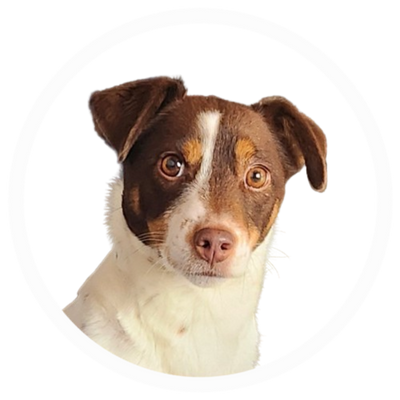 Mascotte du site internet loveanddog.fr